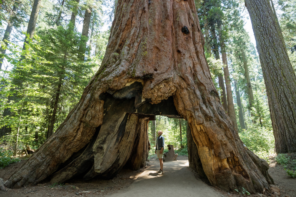 Parco Nazionale di Sequoia