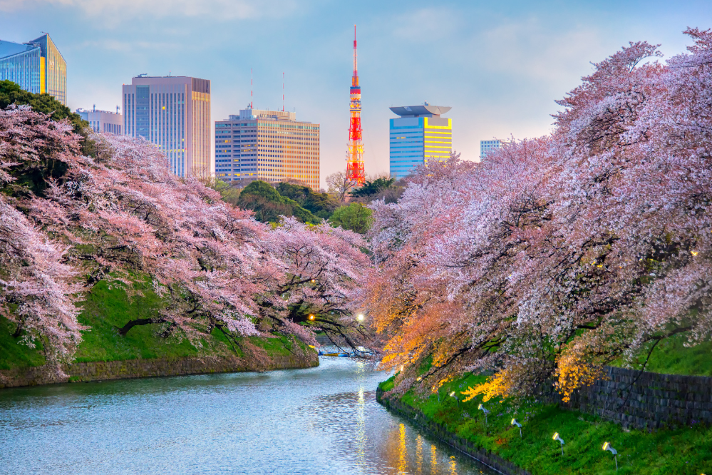 Dove andare in primavera? A Tokyo!