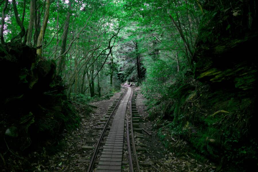 La fitta vegetazione dell'isola di Yakushima