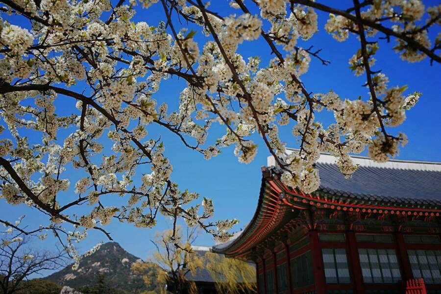 Palazzo Gyeongbokgung in primavera