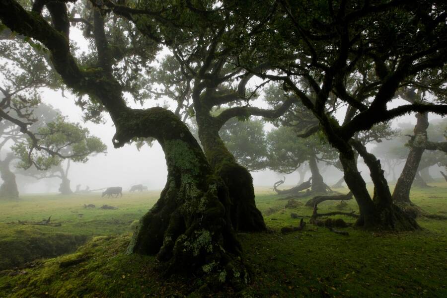 Bosco di Laurisilva cosa vedere a Madeira