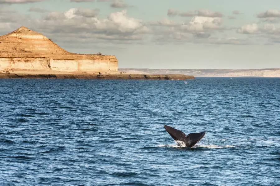 Cosa vedere in Argentina Puerto Madryn