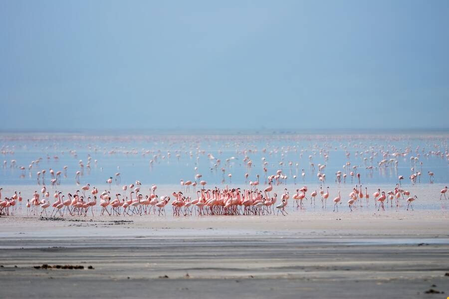 Safari in Tanzania: i fenicotteri del Lago Manyara
