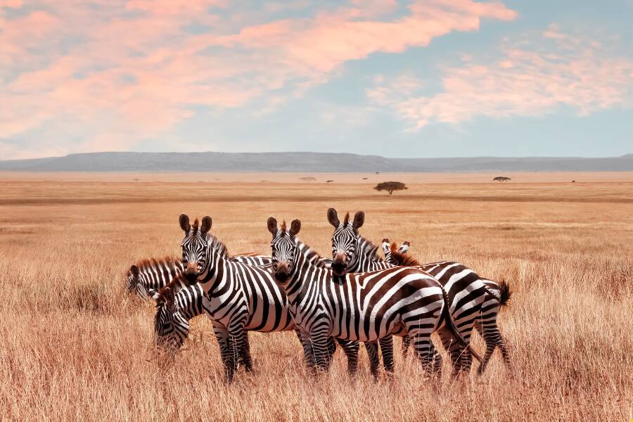 Esplorare i parchi della Tanzania