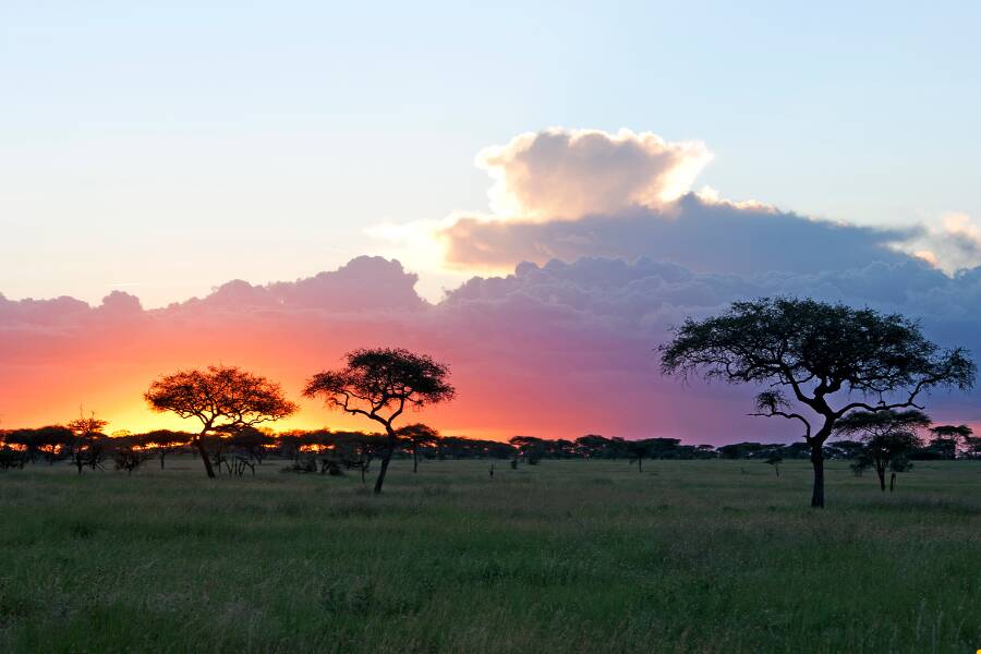 Parco nazionale del Serengeti durante un Safari in Tanzania