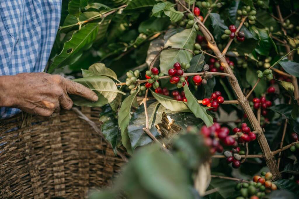 La Valle del Cocora da visitare in Colombia