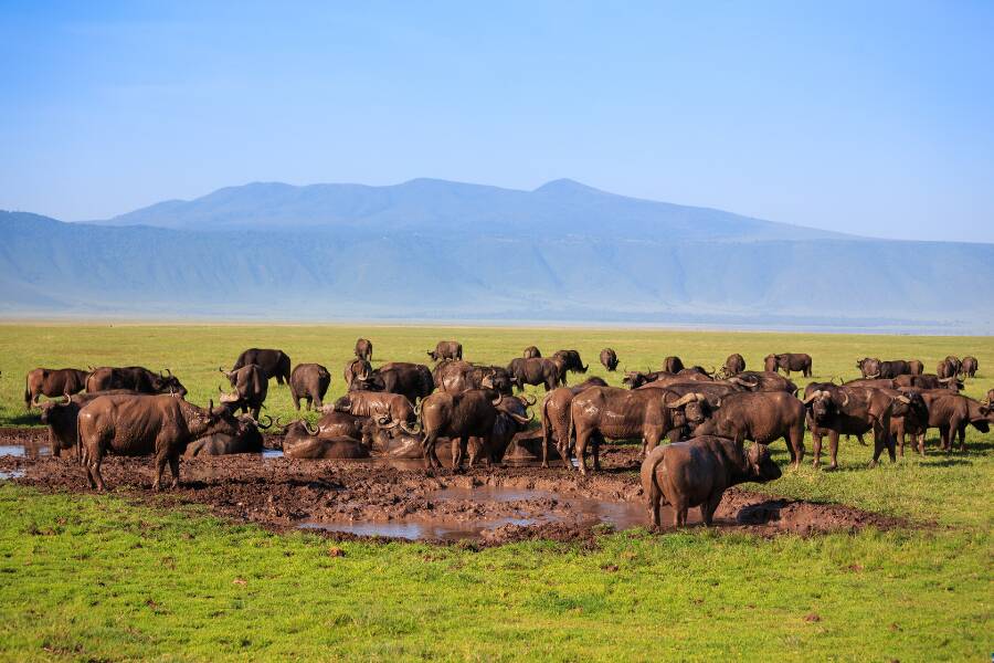 Area di conservazione di Ngorongoro Cosa vedere in Tanzania