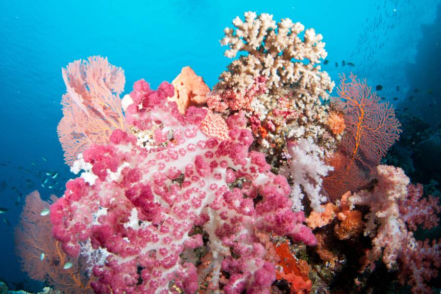 Barriera corallina delle Isole Fiji, il giardino del Pacifico