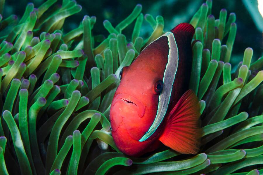 Il pesce pagliaccio nella barriera corallina Filippina