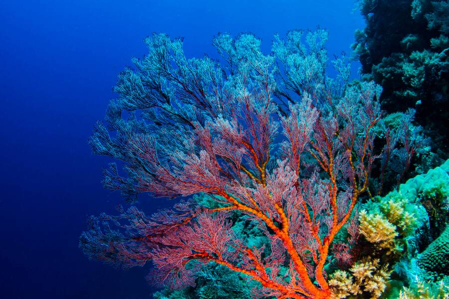 La barriera corallina di Palau esempio di turismo responsabile