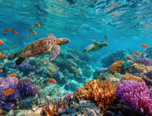 Le barriere coralline più belle del mondo