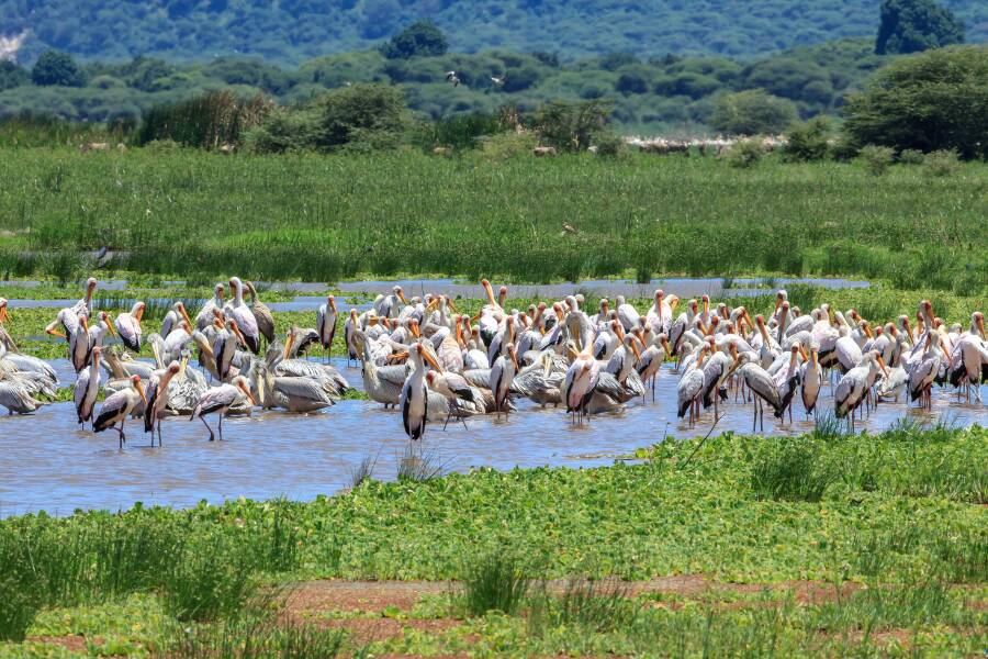 Parco Nazionale del Lago Manyara in Tanzania