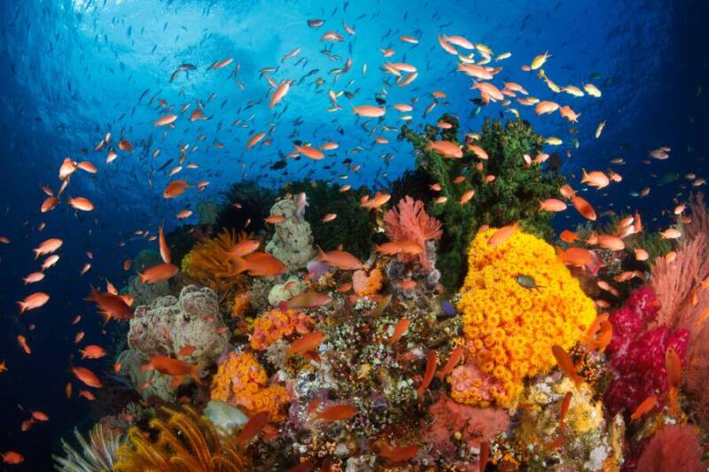 le-barriere-coralline-pi-belle-del-mondo-heymondo
