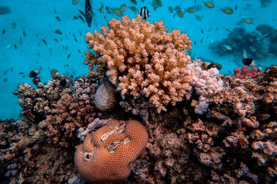 La barriera corallina della Nuova Caledonia, una delle meglio conservate al mondo