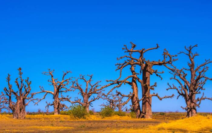 Le meraviglie del Senegal
