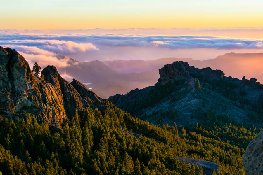 Il bosco secco di Gran Chaco