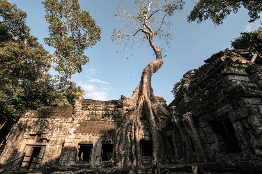 Ta Prohm una bellezza della Cambogia