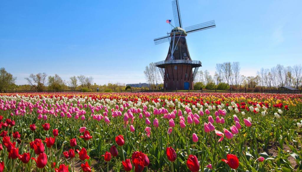 Campo di tulipani vicino Amsterdam
