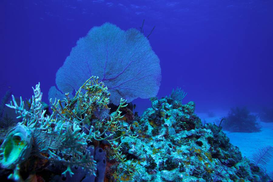 Barriera corallina Cuba