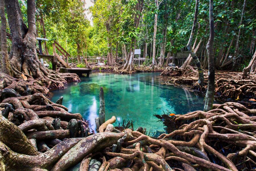 Piscina naturale turchese nella foresta tropicale di Krabi, circondata da alberi e radici intrecciate.