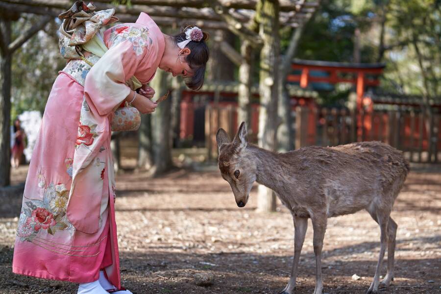 I famosi cervi di Nara